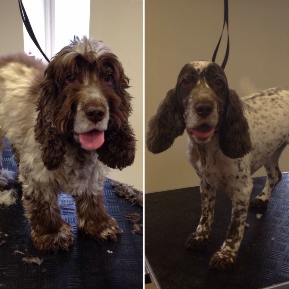 before and after dog grooming service 2