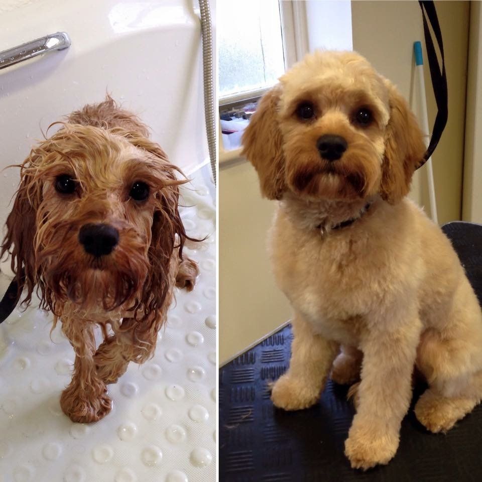 before and after dog grooming service 6