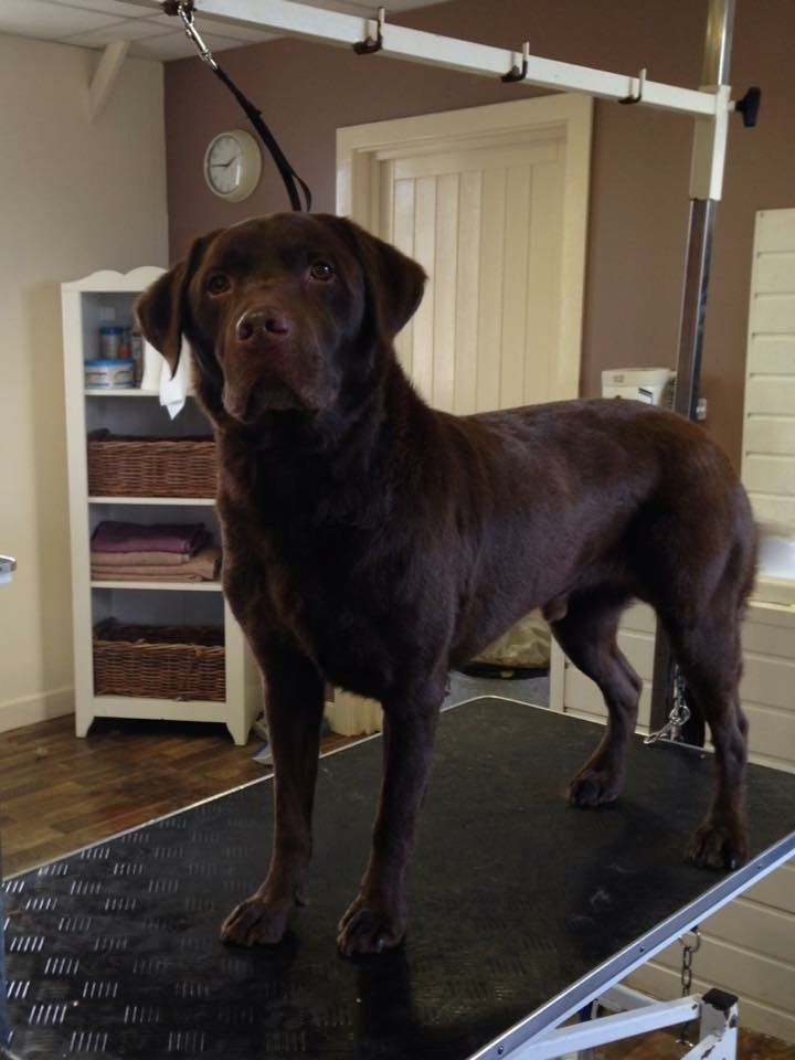 before and after dog grooming service 7