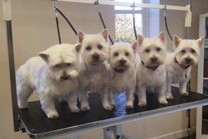 before and after dog grooming service 13