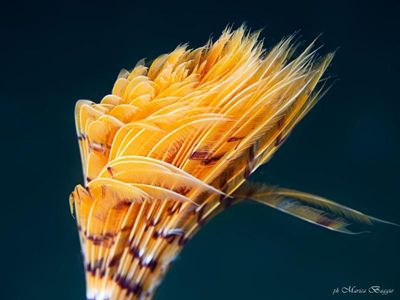 Un primo piano di una piuma gialla su uno sfondo blu