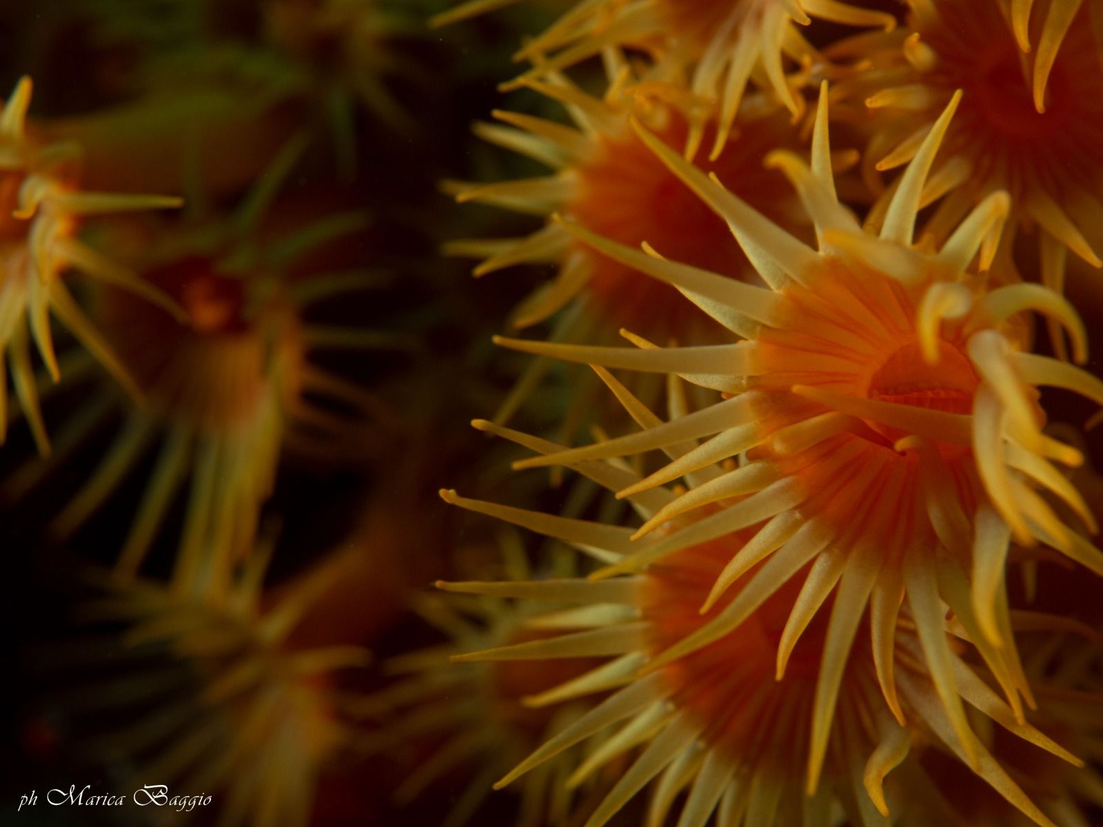 Un primo piano di un anemone di mare con il nome Maria Rojas sul fondo