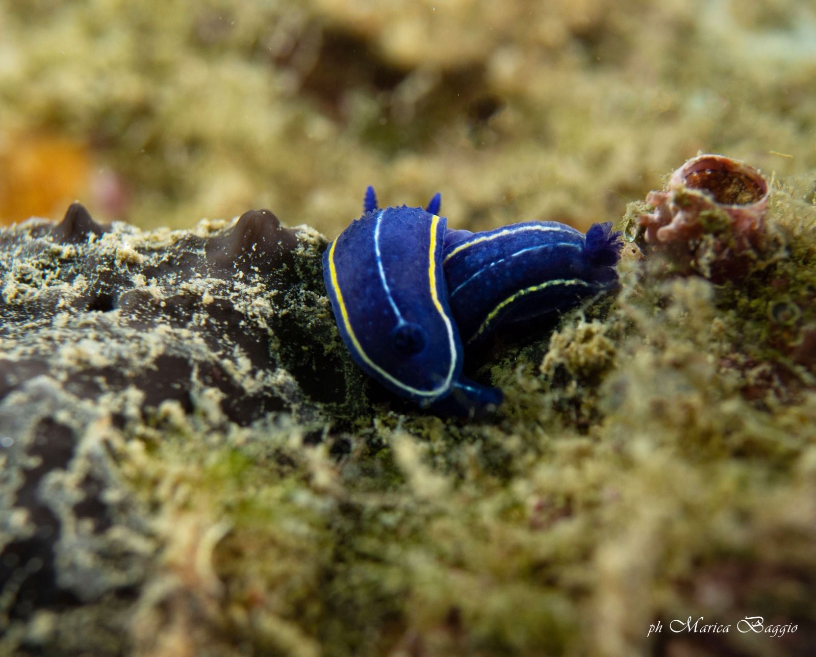 Una lumaca di mare blu e gialla sta strisciando su una roccia.