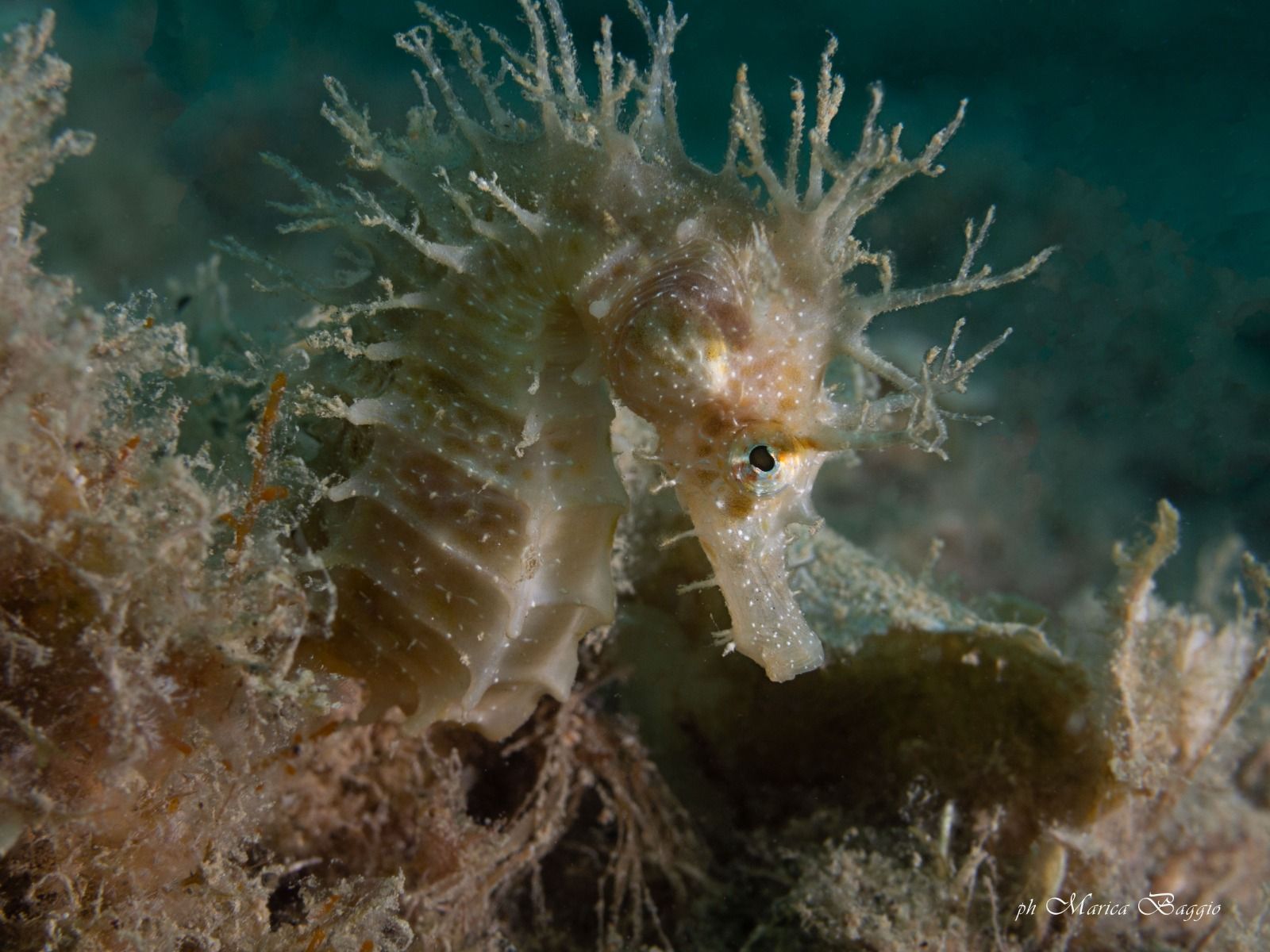 Un cavalluccio marino è seduto sulla cima di una barriera corallina nell'oceano.