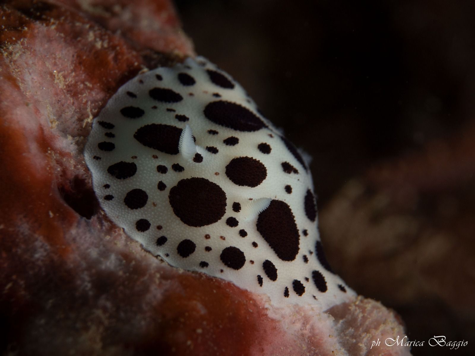 Un primo piano di una spugna con un pesce bianco e nero sopra