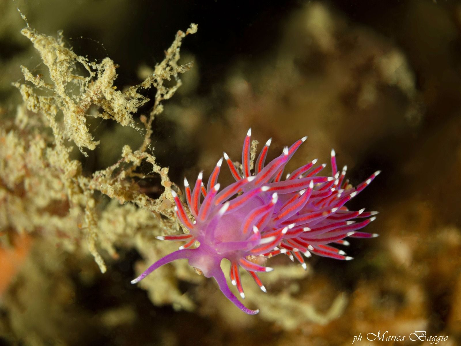 Un primo piano di una lumaca di mare viola e rossa