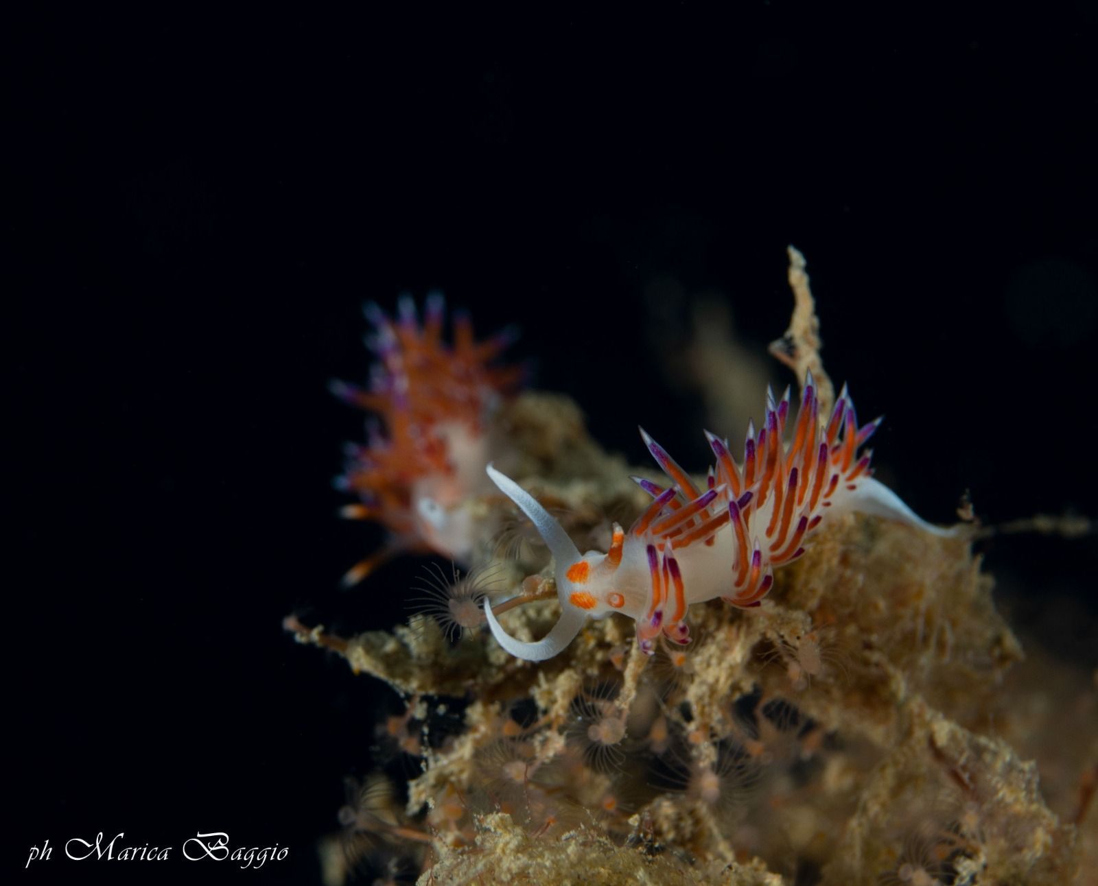 Una lumaca di mare colorata nuota nel buio su una roccia.