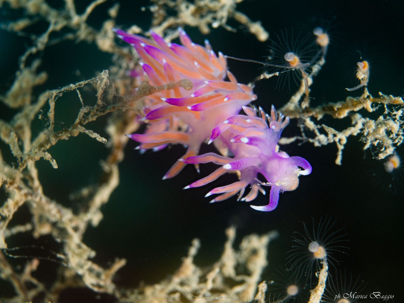 Una lumaca di mare rosa e viola nuota su una barriera corallina.