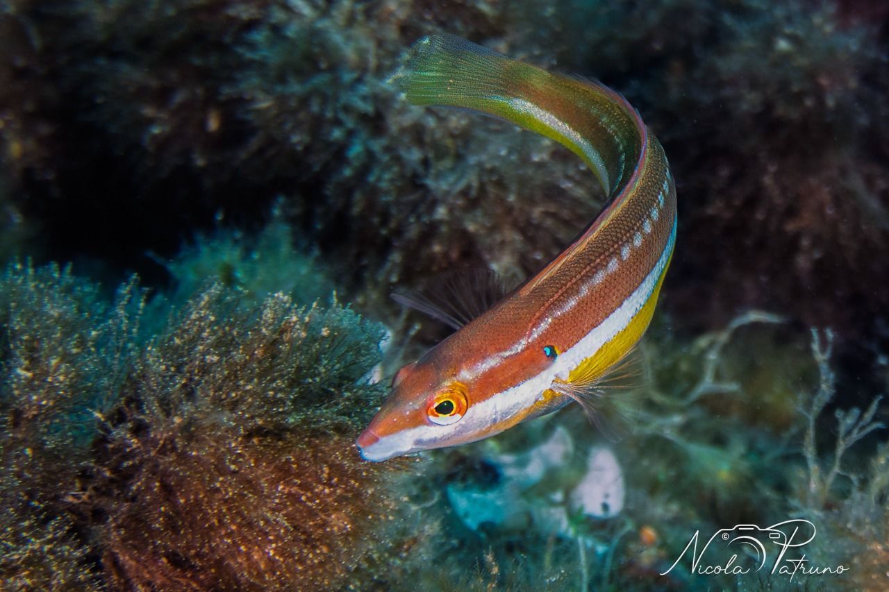Un pesce con una lunga coda nuota nell'oceano.