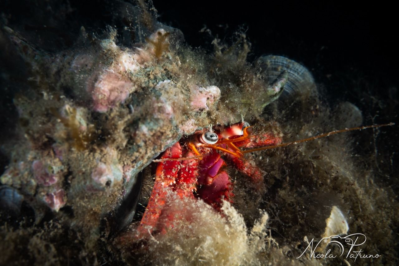 Un paguro rosso è seduto in cima a una barriera corallina.