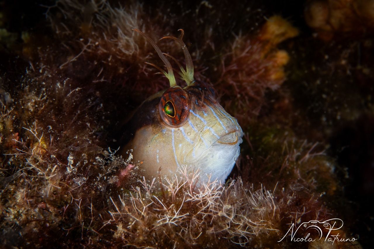 Un piccolo pesce si nasconde in un mucchio di alghe.