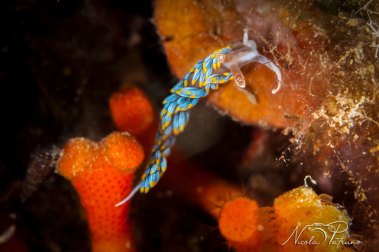Una lumaca di mare blu e gialla sta strisciando su una spugna.