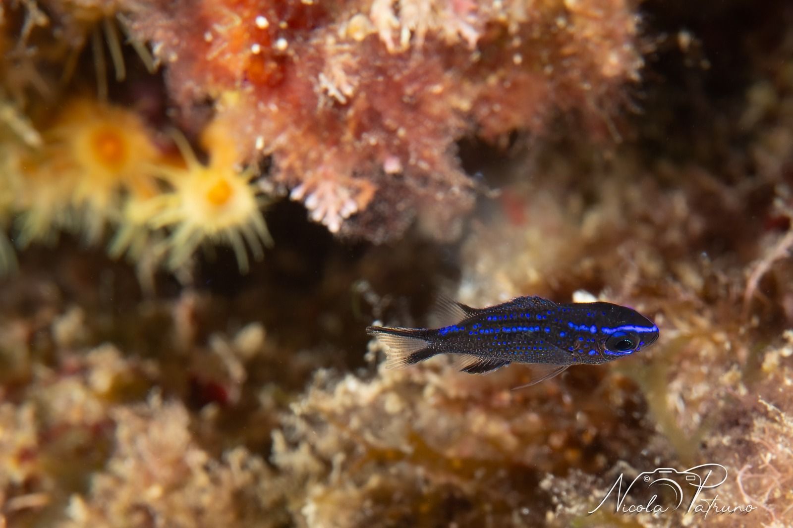 Un piccolo pesce azzurro nuota nell'acqua vicino a una barriera corallina.