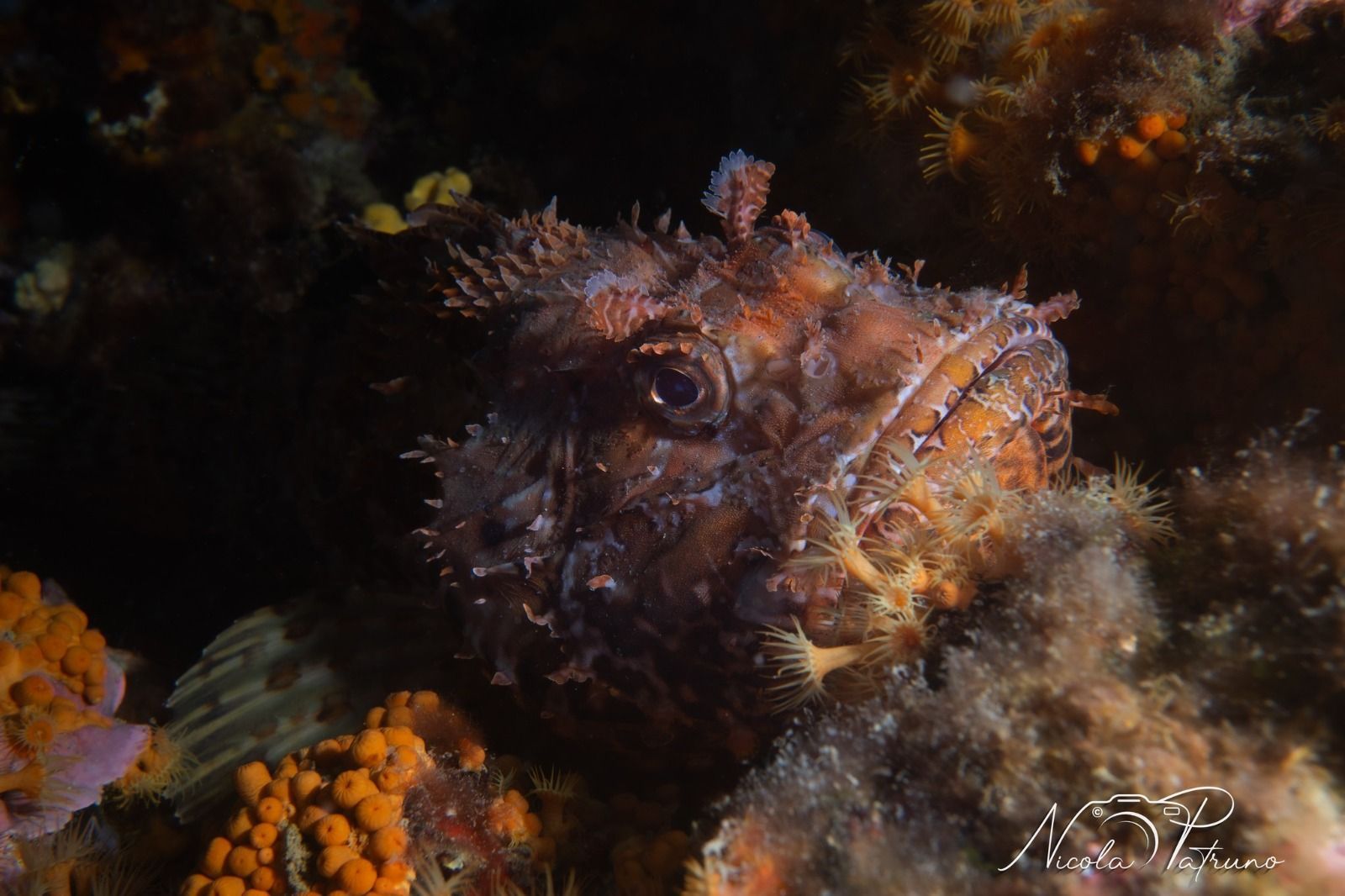 Primo piano di un pesce seduto sulla cima di una barriera corallina.