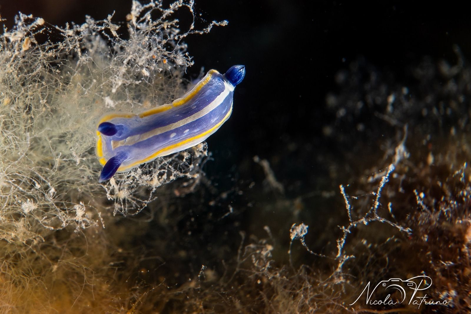 Un calamaro blu e giallo nuota nell'acqua.