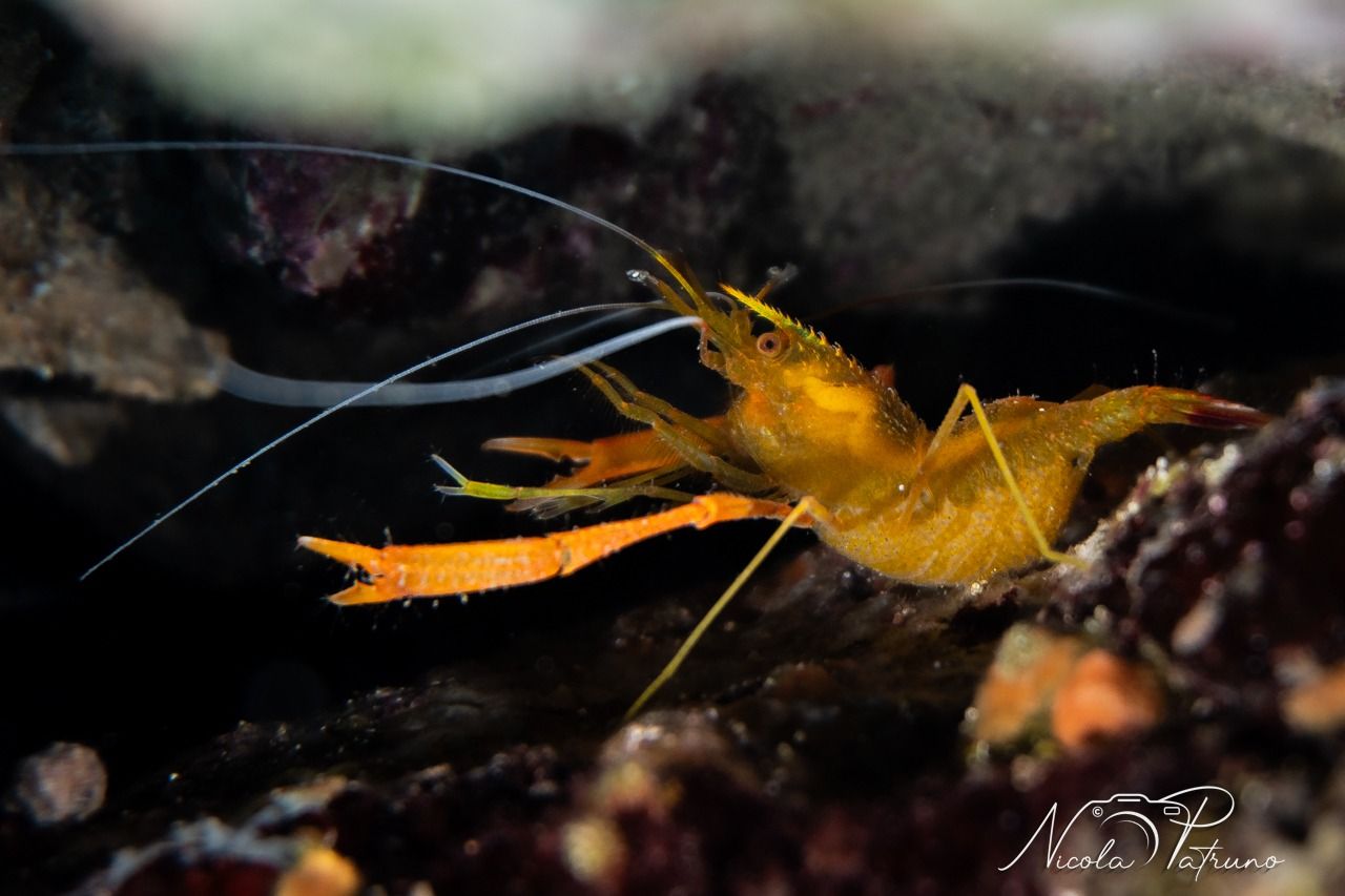 Un primo piano di un gambero giallo su una roccia