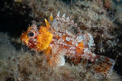 Un pesce colorato è seduto in cima a una roccia nell'acqua.