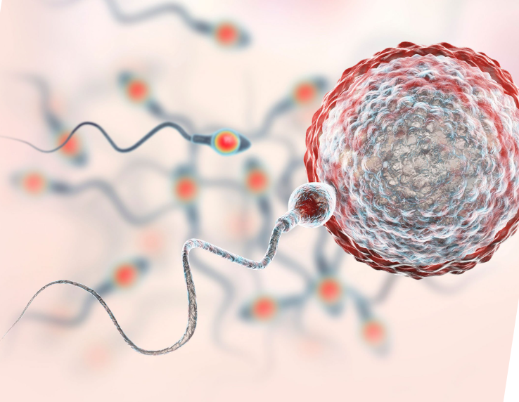 A inseminação artificial (IA) é uma técnica de reprodução assistida considerada de baixa complexidad