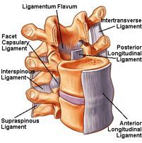 Diagram of lumbar spine