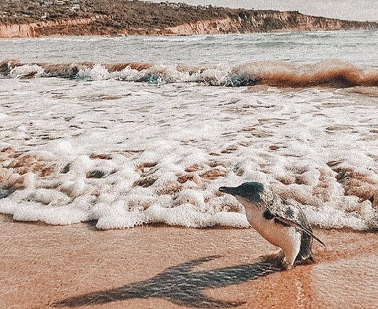 LORNE & THE OTWAYS