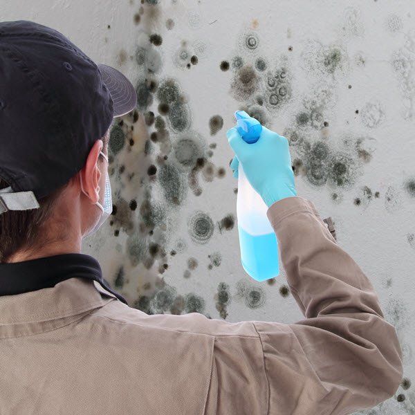 removing mold from wall in house