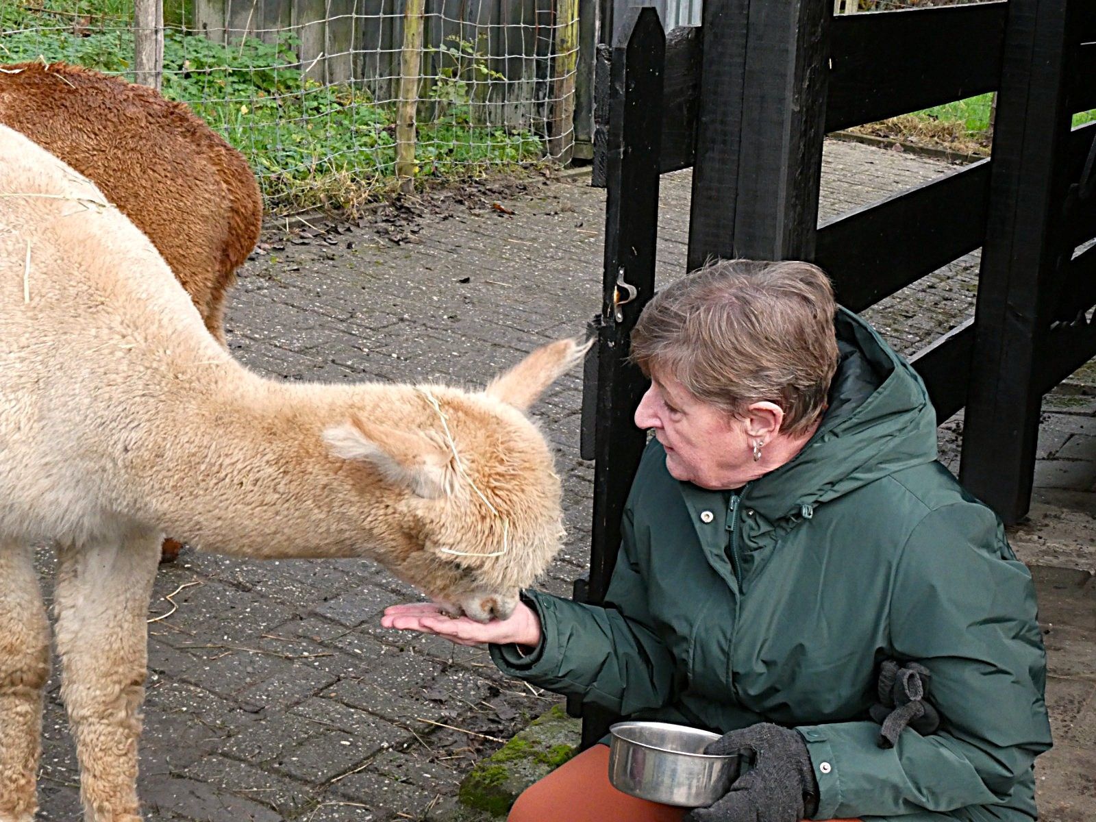 Een enthousiaste bezoeker voert één van onze alpaca's bij Creatief uit eigen Tuin.