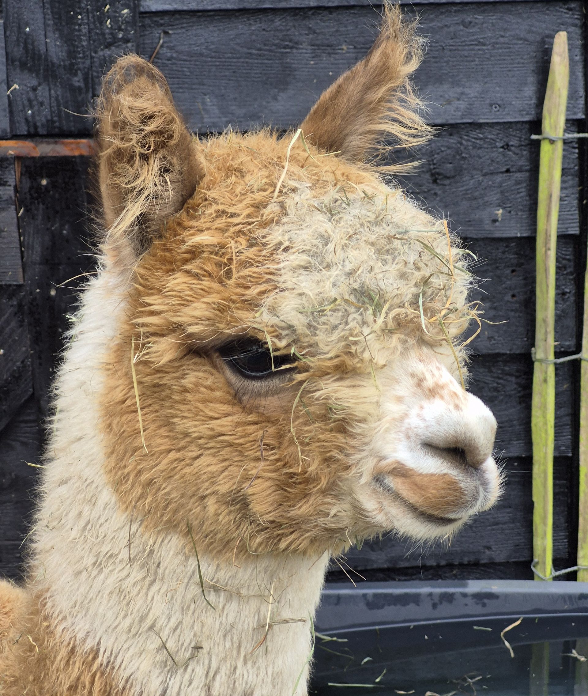 Poncho één van onze alpaca's kijkt of er nog een lekker voertje komt.