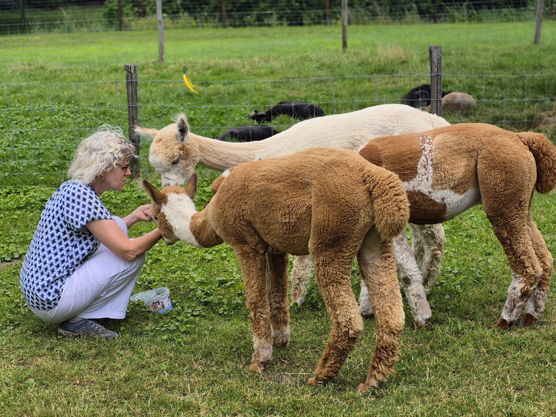Vrouw voert drie alpaca's in een grasveld vlakbij een hek.