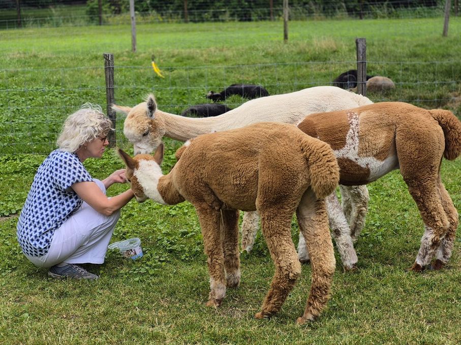 Knuffelen met de alpaca's
