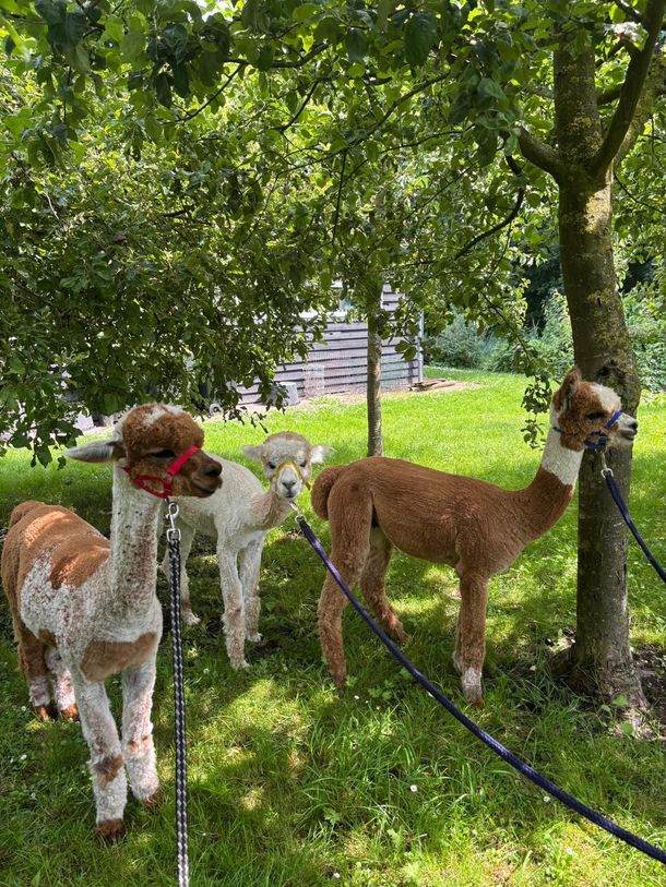 Drie alpaca's in de wei bij Creatief uit Eigen Tuin in de Hoeksche Waard.