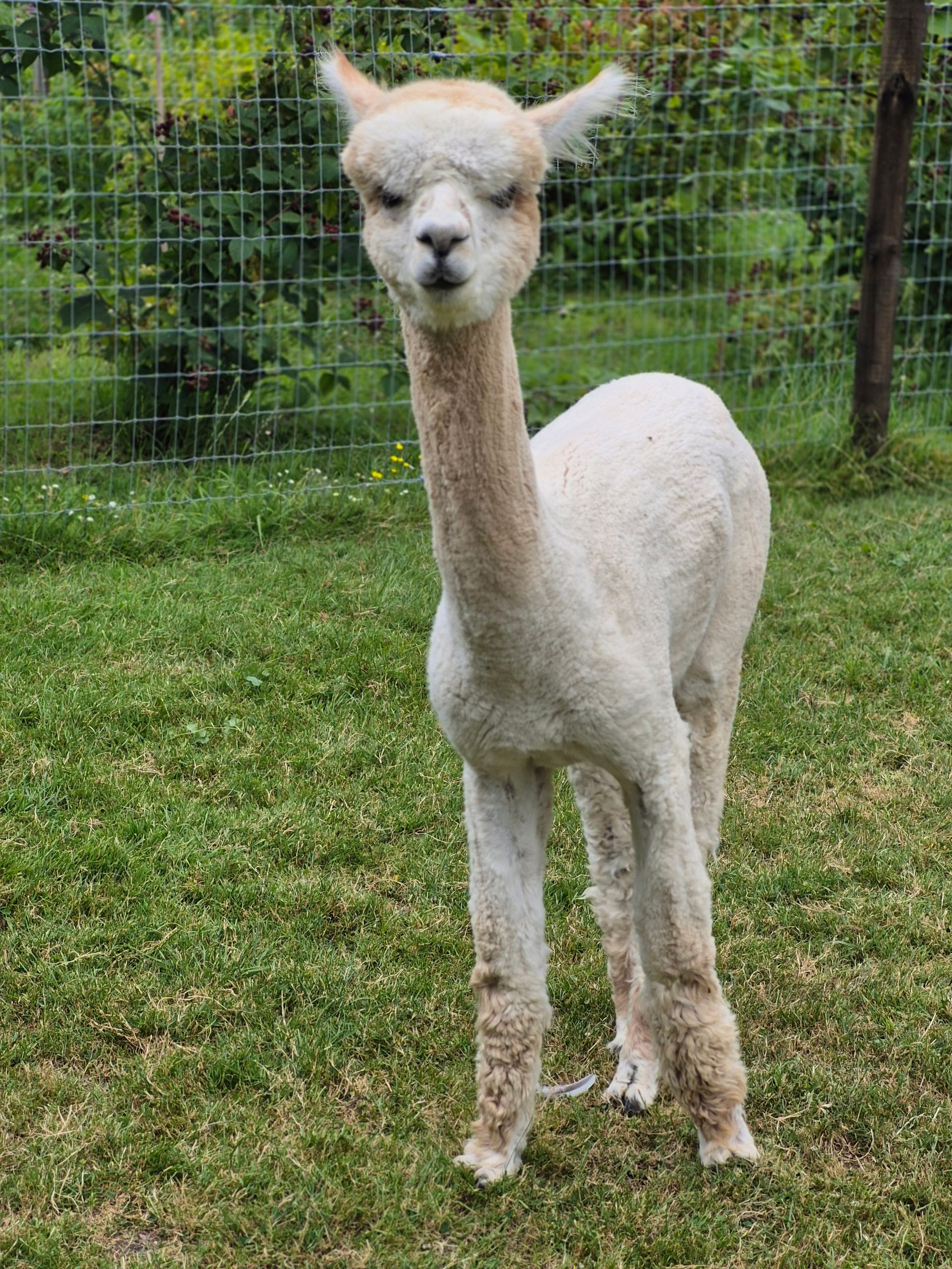 Macho, onze alpaca tijdens een spiegelcoachingsessie.