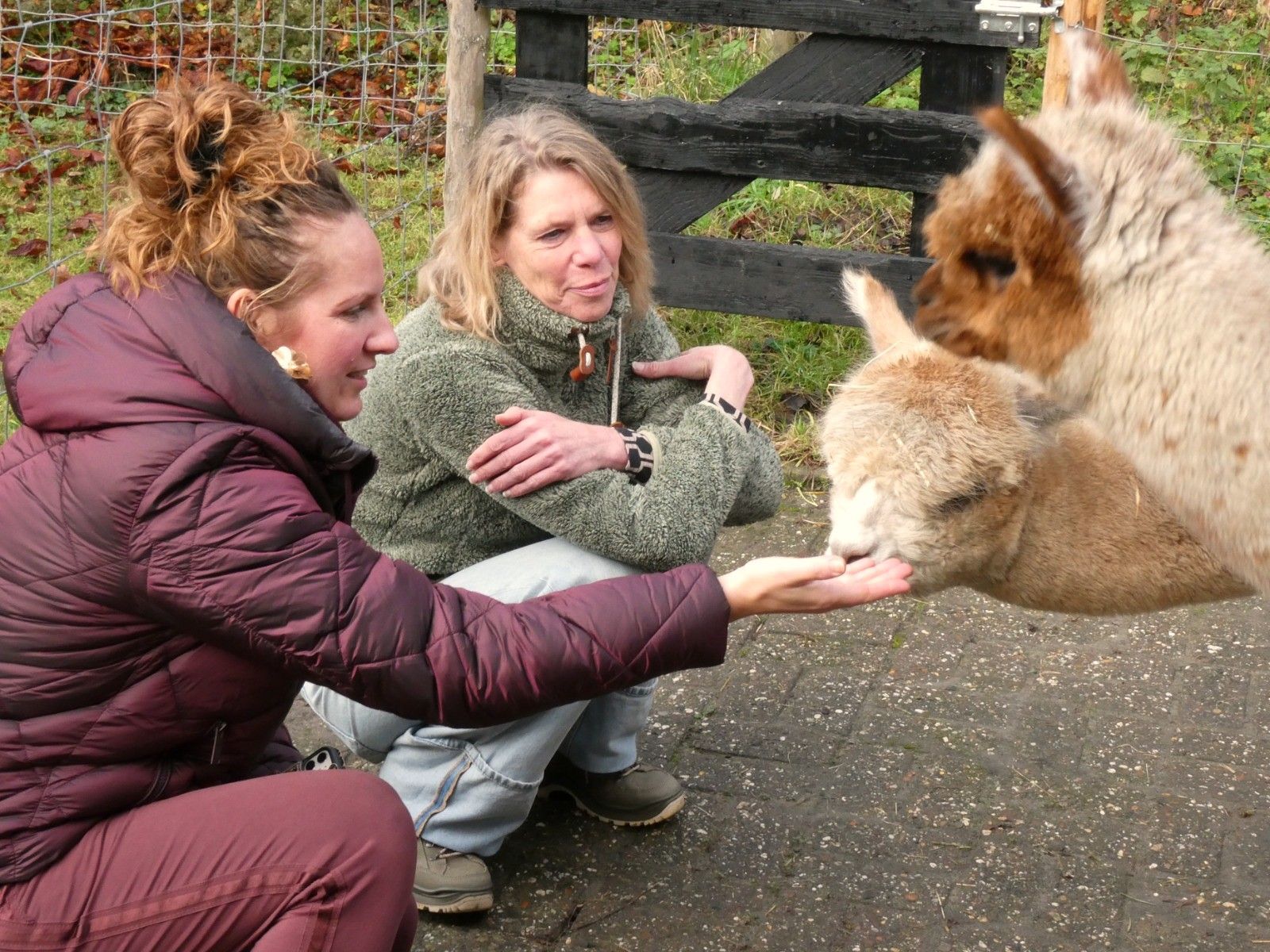 Twee bezoekers begroeten onze alpaca's tijdens een Meet & Greet.