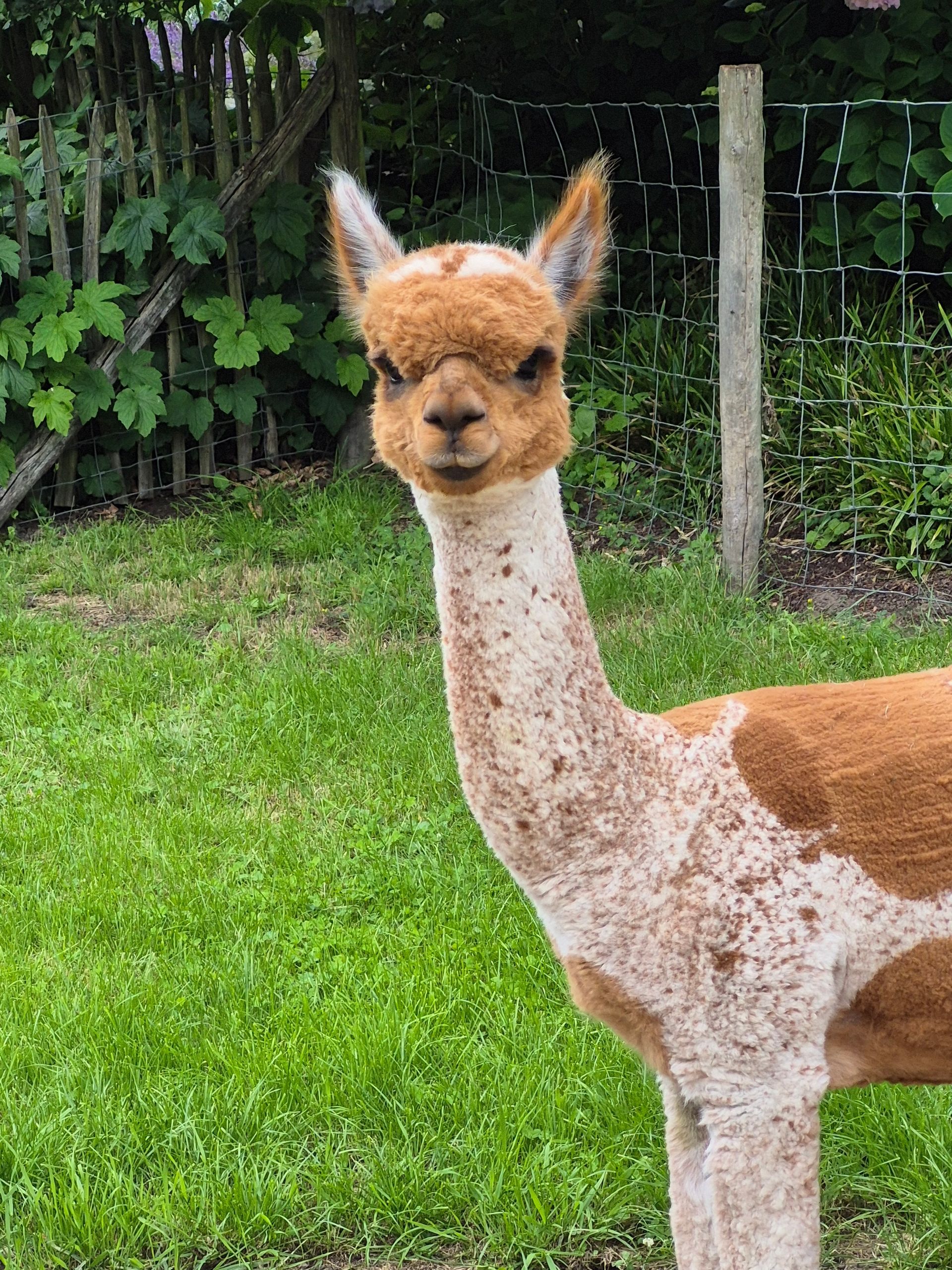 Paco, onze alpaca tijdens een spiegelcoachingsessie