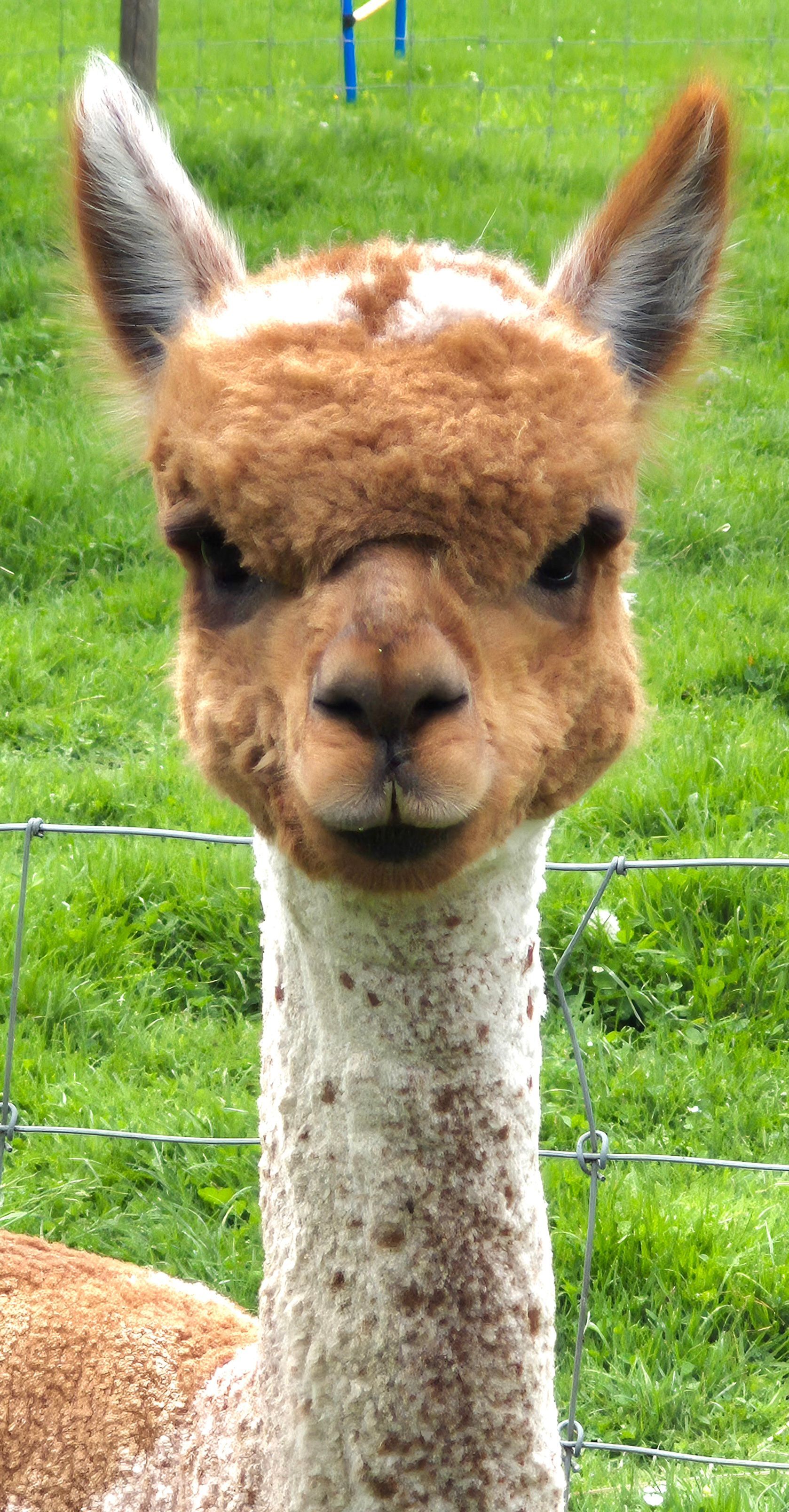 Close-up van de kop van een bruine alpaca in de wei bij Creatief uit Eigen Tuin