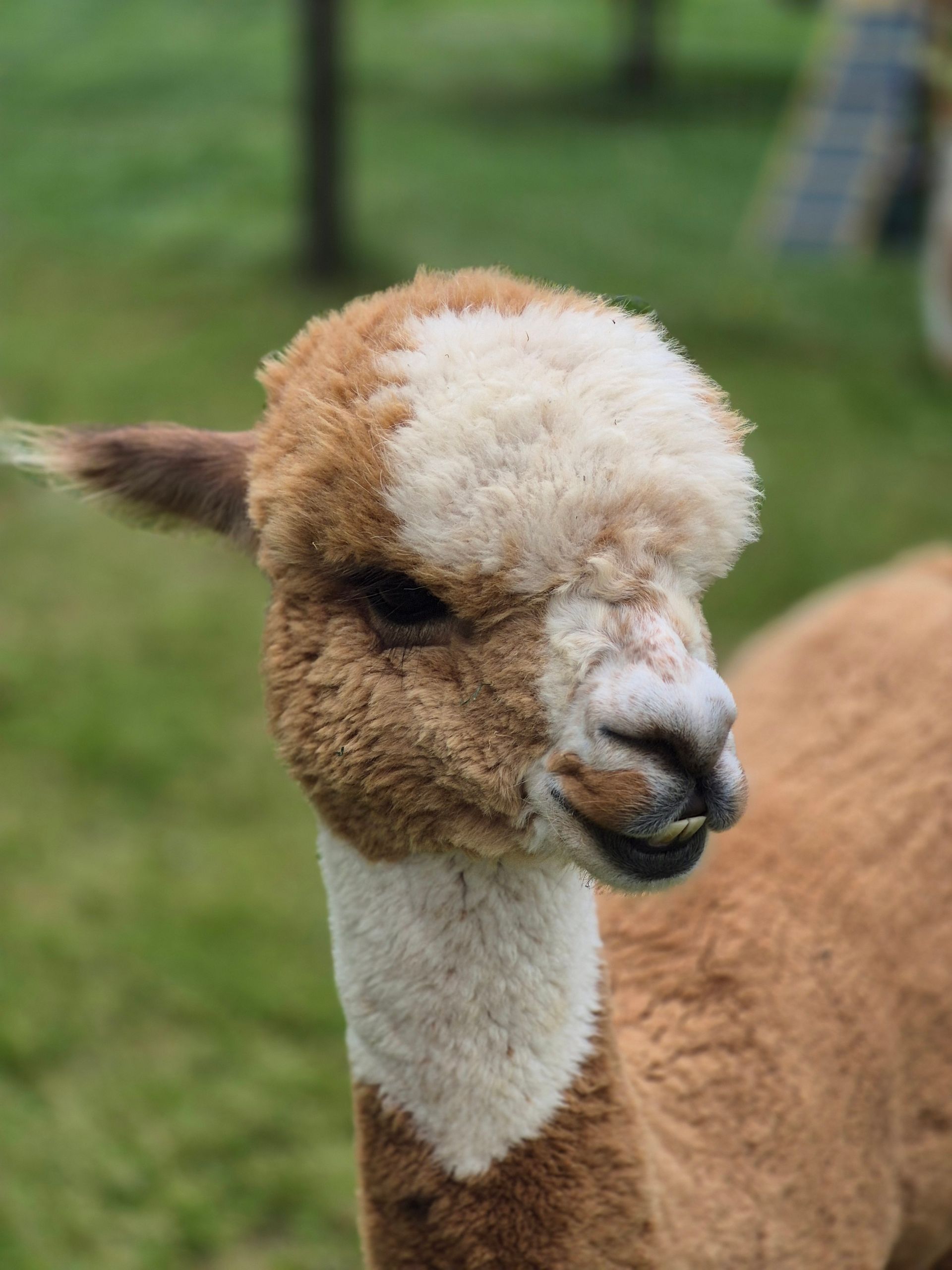 Poncho,  onze alpaca tijdens een spiegelcoachingsessie.