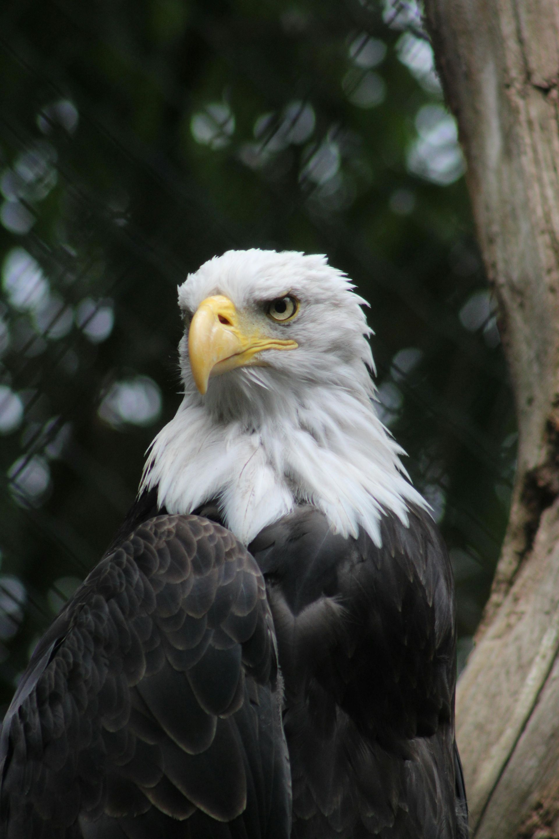 Bald eagle with white head and neck, yellow beak, brown body, dark background.