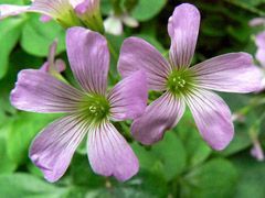 Two light purple, five-petaled flowers with green centers and striped veins, surrounded by green foliage.