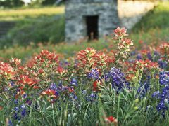 Red and blue wildflowers bloom in a field, with a stone structure in the background.