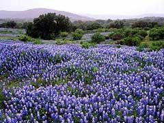 Field of bluebonnet wildflowers in bloom, with a backdrop of green trees and hills.