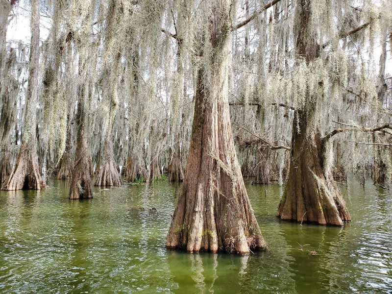 A swamp filled with trees and spanish moss.