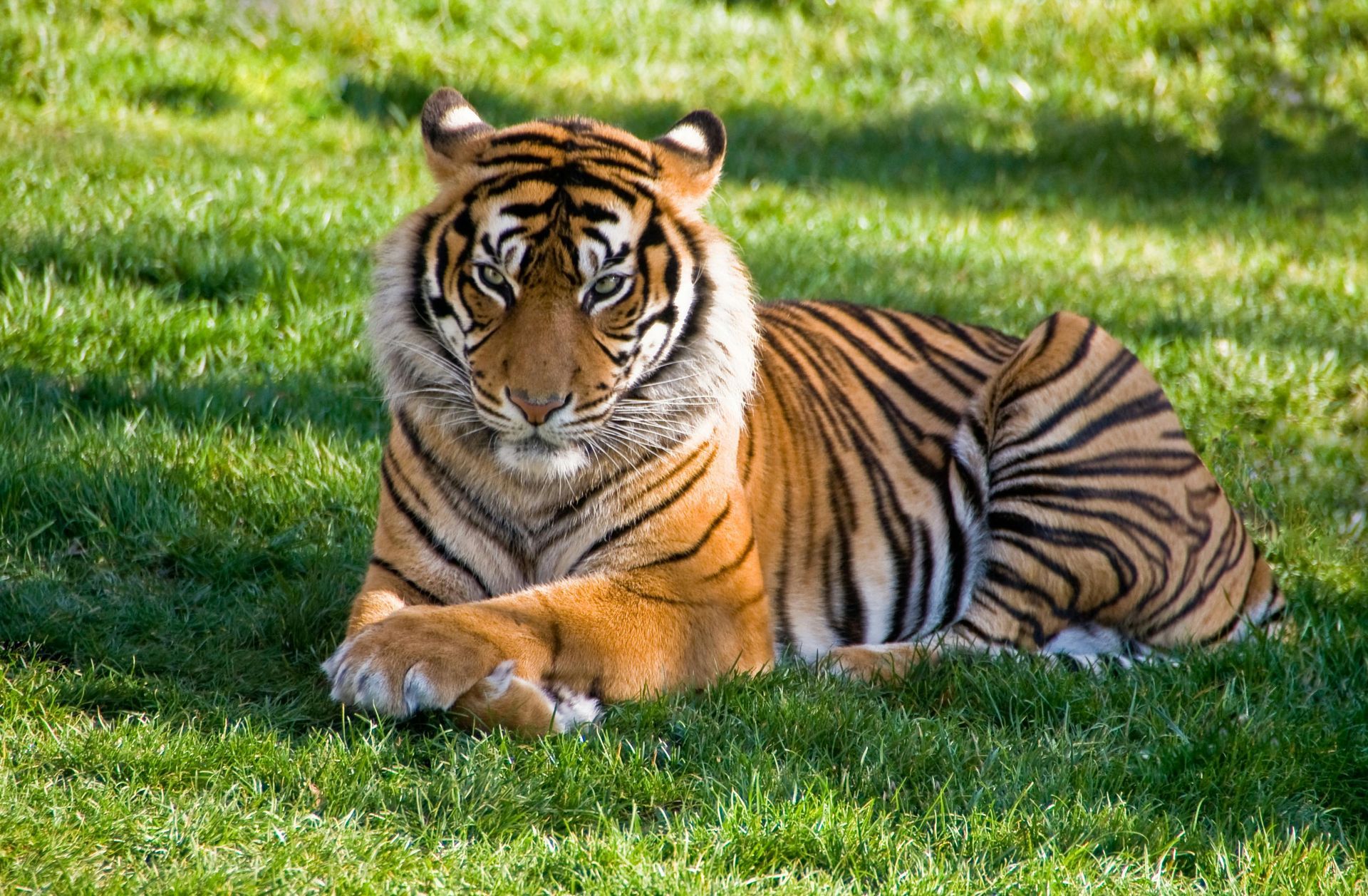 A tiger is laying in the grass and looking at the camera.