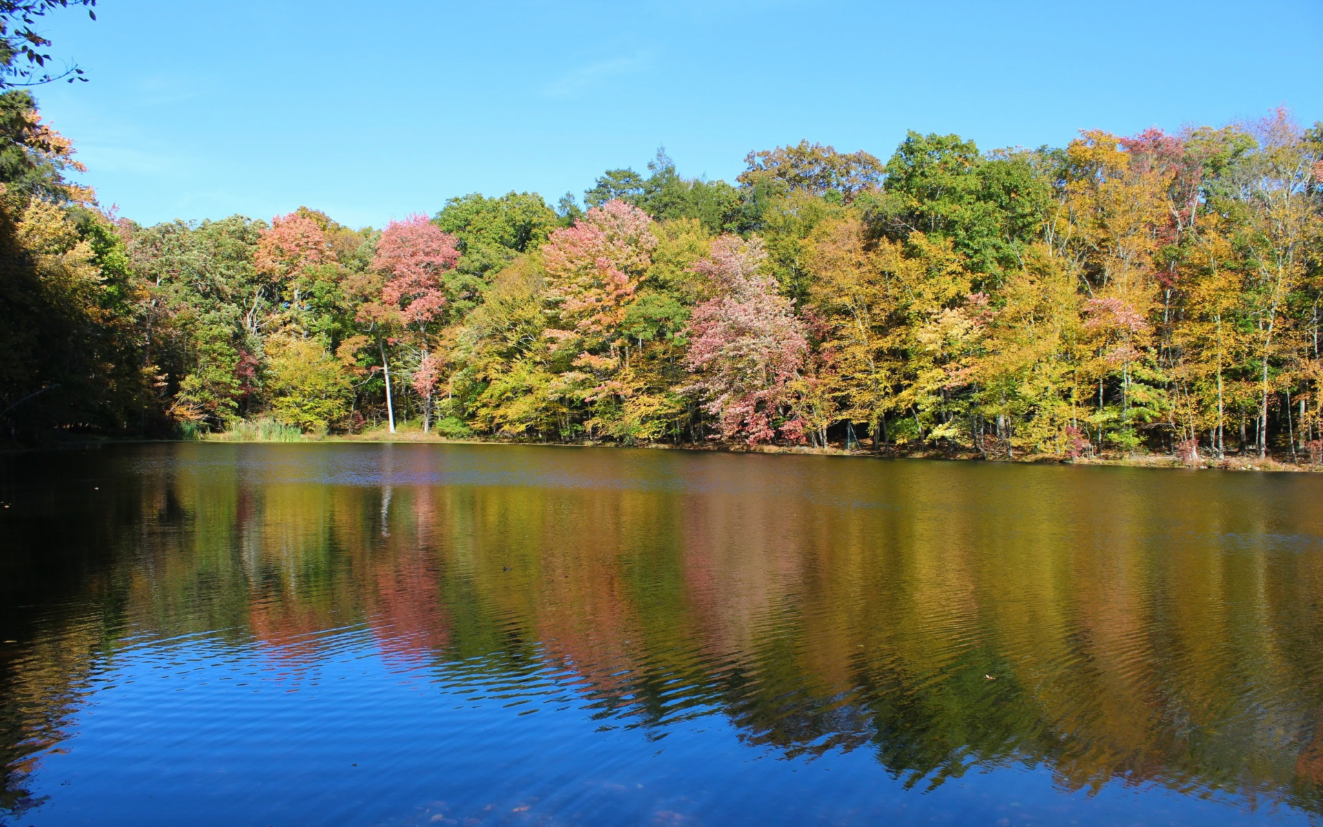 A lake surrounded by trees on a sunny day