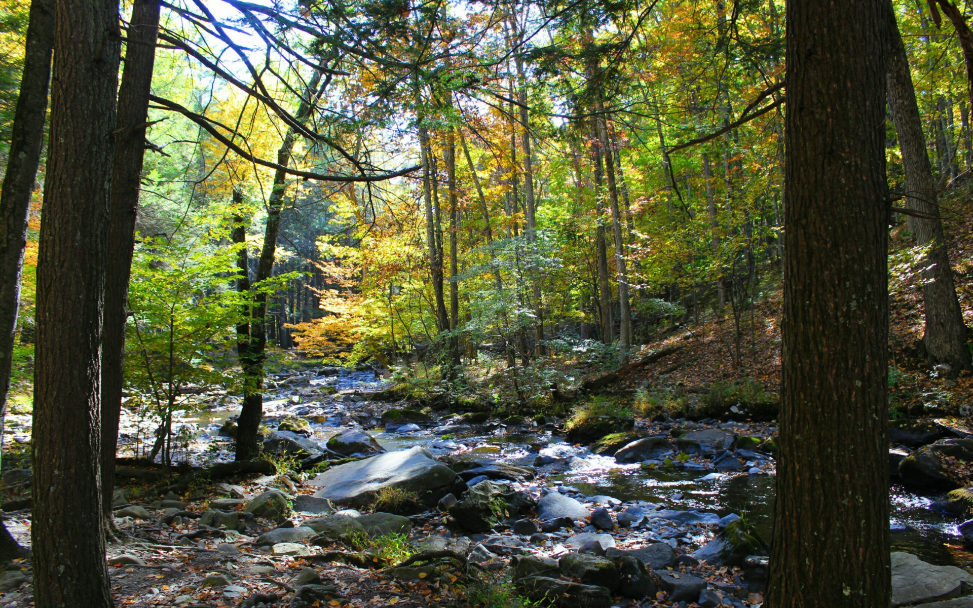 A river in the middle of a forest surrounded by trees