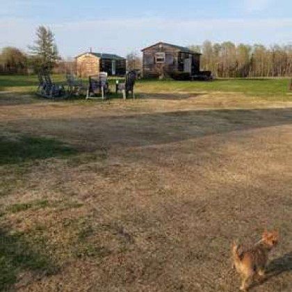 A dog is walking in a field in front of a house.