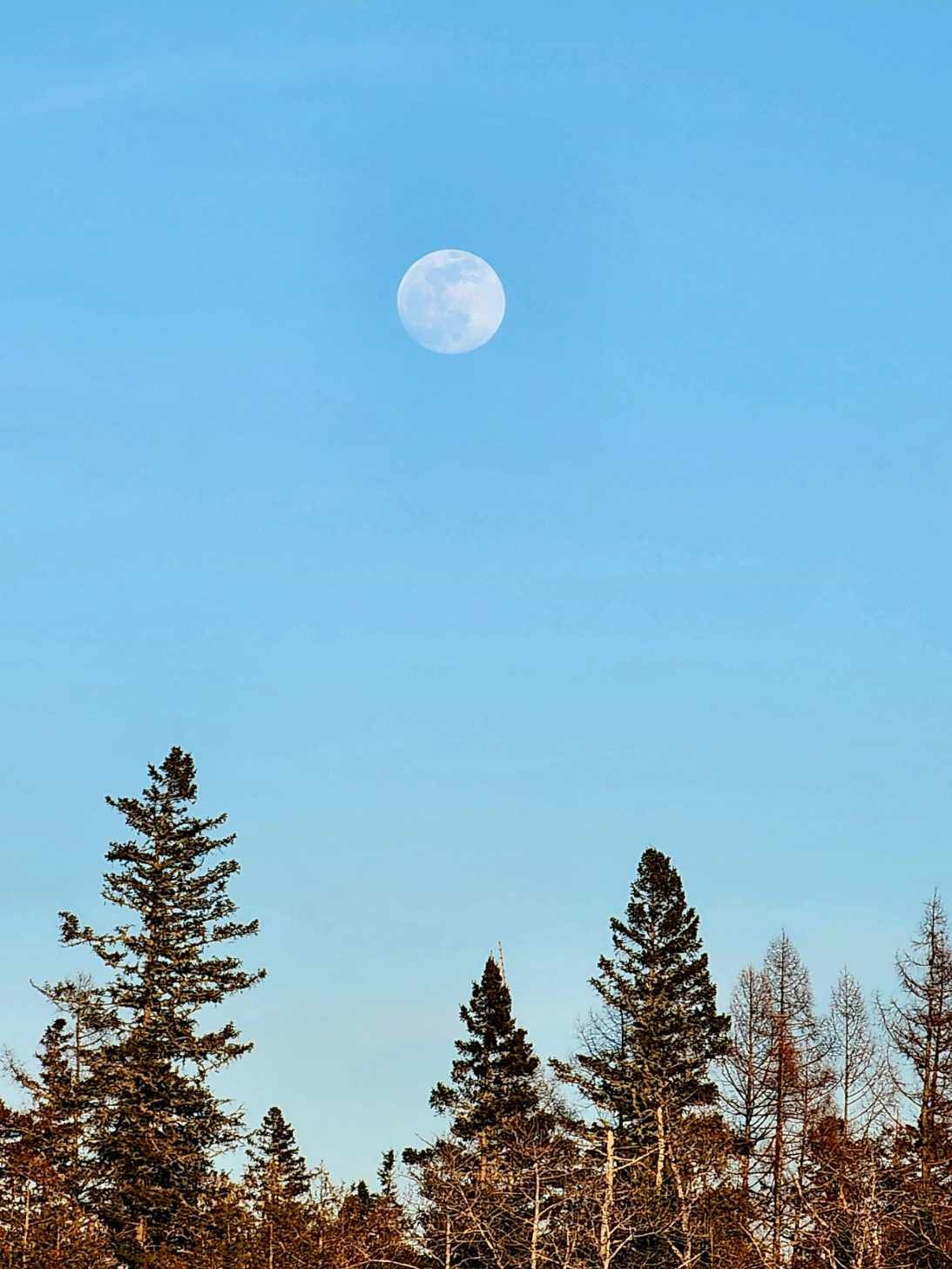 A full moon is rising over a forest with trees in the foreground.
