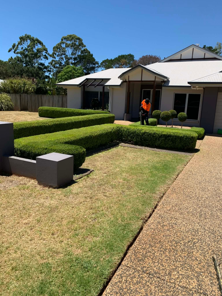Front yard with manicured hedges and a house; a worker in an orange shirt stands near the doorway.— Toowoomba Lawn and Yard care In Glenvale, QLD