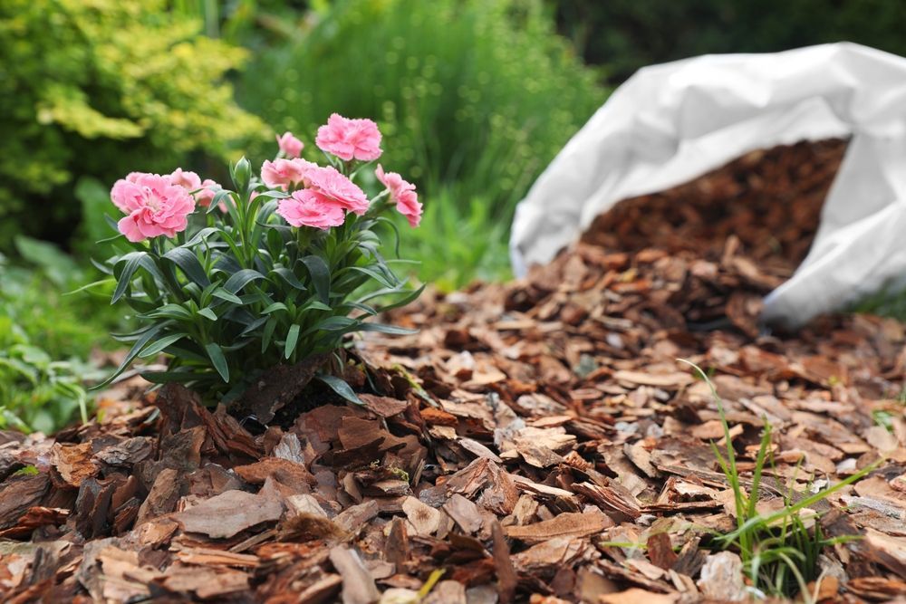 Pink flowers in bark mulch beside a white garden bag in a sunny yard — Toowoomba Lawn and Yard care In Glenvale, QLD