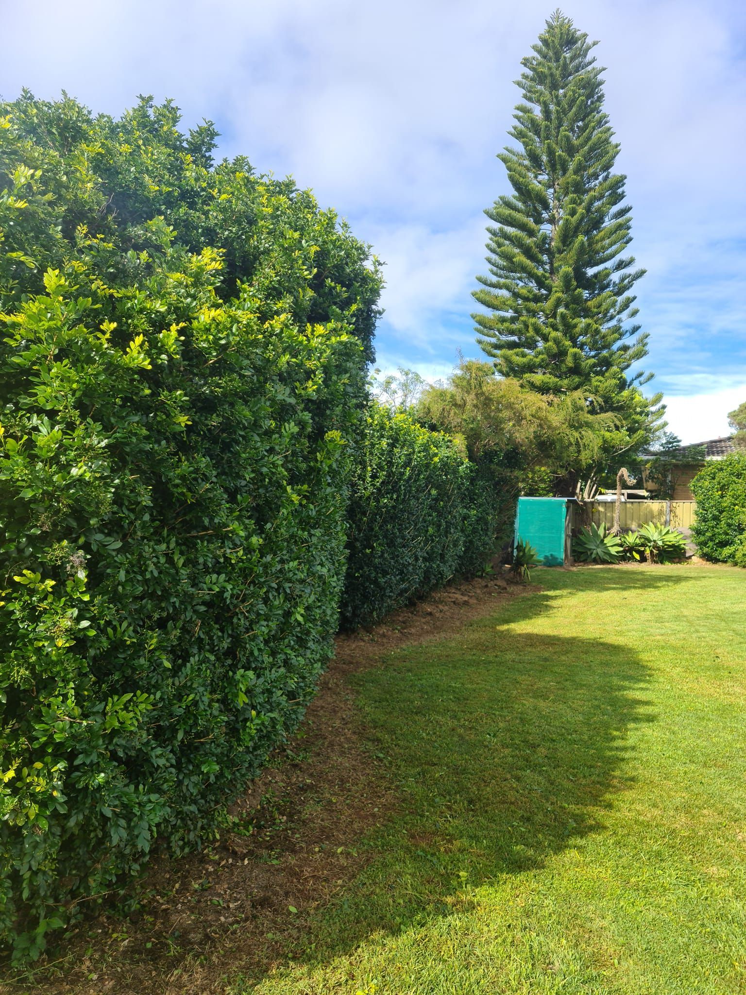 Sunlit Garden With Manicured Hedges, a Tall Pine, and a Grassy — Toowoomba Lawn and Yard care In Westbrook, QLD