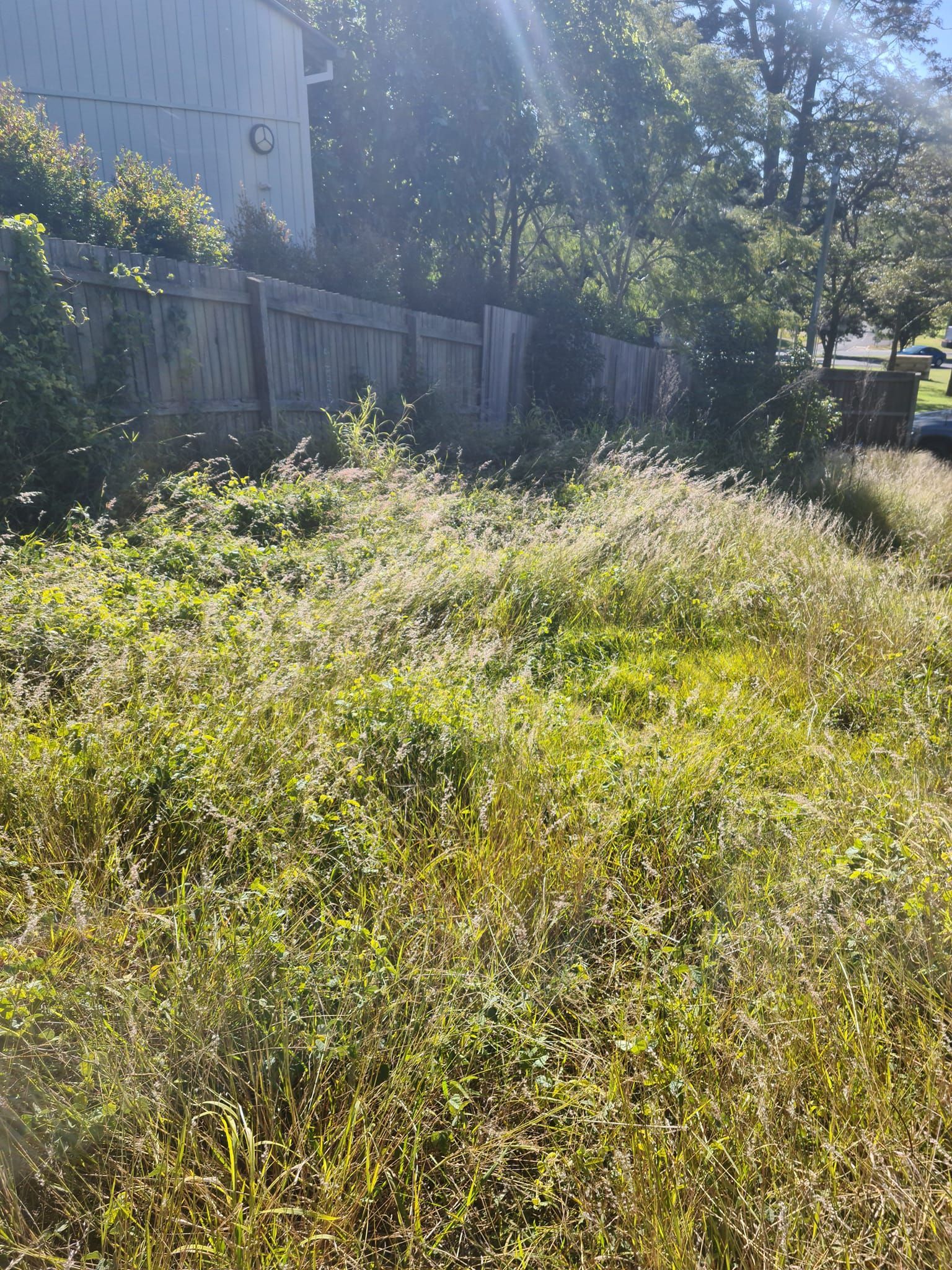 Overgrown Grassy Yard Beside a Wooden Fence — Toowoomba Lawn and Yard care In Glenvale, QLD