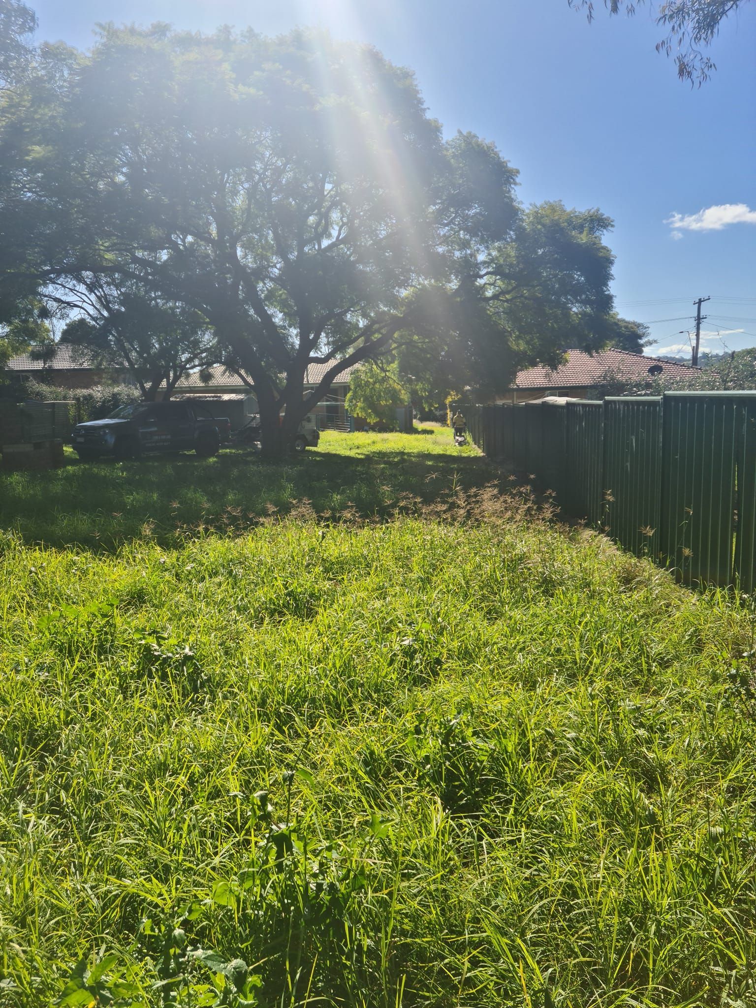 Sunlit Backyard With a Large Tree, Green Grass, and a Fence — Toowoomba Lawn and Yard care In Glenvale, QLD